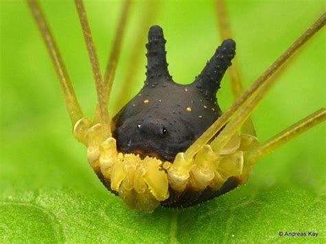 bunny harvestman|Harvestman Spider With A Black Bunny Head Captured On Video